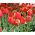 Tulipan Temple of Beauty - pakke med 5 stk - Tulipa Temple of Beauty