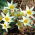 Tulipa Turkestanica - paquete de 5 piezas