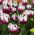 Tulipa Zurel - Tulip Zurel - 5 bulbs
