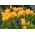 Tulipán Praestans Shogun - csomag 5 darab - Tulipa Praestans Shogun
