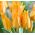 Tulipán Praestans Shogun - csomag 5 darab - Tulipa Praestans Shogun