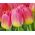 Tulp Tom Pouce - pakket van 5 stuks - Tulipa Tom Pouce