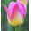 Tulp Tom Pouce - pakket van 5 stuks - Tulipa Tom Pouce
