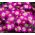 Oosterse anemoon - Pink Star - pakket van 8 stuks - Anemone blanda