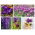 Violetti kukka - 5 lajia - 