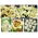 Creamy–white flower set – 5 species