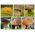 Set di funghi conifere - 6 specie - micelio - 