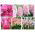Set di fiori rosa - 5 specie - 
