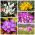 Flores de outono - conjunto XL - 5 variedades - 