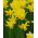Narcissus Jonquilla -Narzisse Sweetness - 5 Zwiebeln
