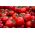 Tomato "Alka" - directly sown field variety - COATED SEEDS - 100 seeds
