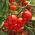 Tomato "Alka" - directly sown field variety - COATED SEEDS - 100 seeds