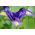 Iris-slægten (Iris × hollandica) - Purple Sensation - pakke med 10 stk
