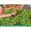 Microgreens - ใบโหระพาสีเขียว   - ใบอ่อนที่มีรสชาติพิเศษ - 1950 เมล็ด - Ocimum basilicum 