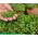 Microgreens - Brokkoli - Zarter Geschmack, nährstoffreicher Genuss - Samen