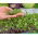 Knutekål - Microgreens - 1040 frø - Brassica oleracea var. Gongylodes L.