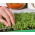 Microgreens - Koriander - Frischer Kick, angenehm zart - Samen