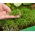 Microgreens - Garden dill - young leaves with exceptional taste - 1680 seeds