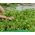 Microgreens - Roket, arugula - daun muda dengan rasa luar biasa - 620 biji - Eruca vesicaria