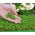Microgreens - Cress - Peppery Kick, Perfectly Delicate - Fresh Seeds