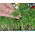Espinaca - Microgreens - 800 semillas - Spinacia oleracea L.