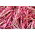 Böna - Borlotto lingua di fuoco 3 - BIO - 30 frön - Phaseolus vulgaris L.