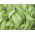 BIO - Field sugar snaps "Norli" - gecertificeerde biologische zaden - 