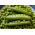 BIO - Field pea "Progress 9" - semillas orgánicas certificadas - 