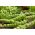 BIO - Field pea "Progress 9" - semillas orgánicas certificadas - 