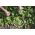 BIO - spinach "Winterreuzen" - certified organic seeds - 800 seeds