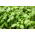 BIO - Bosiljak "Italiano Classico" - certificirano organsko sjeme - 325 sjemenki - Ocimum basilicum  - sjemenke