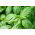 BIO - Bosiljak "Italiano Classico" - certificirano organsko sjeme - 325 sjemenki - Ocimum basilicum  - sjemenke