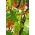 Home Garden - Frijol francés de flores grandes "Hestia" - para cultivo en interiores y balcones - Phaseolus vulgaris - semillas