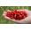 Home Garden - Wild strawberry "Attila", trailing variety - for  indoor and balcony cultivation - 330 seeds