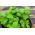 Home Garden - naranča jabuka - za uzgoj u zatvorenim prostorima i balkonima; menta od ananasa, vunasta metvica, metvica okruglog lista - Mentha rotundifolia - sjemenke