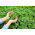 Home Garden - naranča jabuka - za uzgoj u zatvorenim prostorima i balkonima; menta od ananasa, vunasta metvica, metvica okruglog lista - Mentha rotundifolia - sjemenke