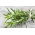 Home Garden - Rosemary - per coltivazione indoor e balcone - 80 semi - Rosmarinus officinalis