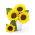 Home Garden - prydet solsikke "Baver" - til indendørs og balkon dyrkning - Helianthus annus - frø