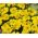 Tagete patula - Clavel del Moro - Sunny - 350 semillas - Tagetes patula L.