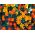 French Marigold - Single flower mix - Tagetes patula - Pest-Repelling, Perfect for Balconies - Fresh Seeds