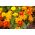 French Marigold - Single flower mix - Tagetes patula - Pest-Repelling, Perfect for Balconies - Fresh Seeds
