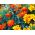 French Marigold - Single flower mix - Tagetes patula - Pest-Repelling, Perfect for Balconies - Fresh Seeds