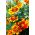 French Marigold - Single flower mix - Tagetes patula - Pest-Repelling, Perfect for Balconies - Fresh Seeds