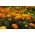 Tagete erecta - variada - sin olor - 300 semillas - Tagetes erecta