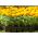 Tagete erecta - variada - sin olor - 300 semillas - Tagetes erecta