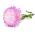 Aster - Paeony - Rose and White - Callistephus chinensis - Romantic Blooms, Garden Perfection - Fresh Seeds