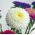 Aster - Pompon - White - Callistephus chinensis - Perfect for Fresh, Long-Lasting Bouquets - Fresh Seeds