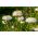 Aster - Pompon - White - Callistephus chinensis - Perfect for Fresh, Long-Lasting Bouquets - Fresh Seeds