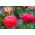 Rode pompombloemige aster - 500 zaden - Callistephus chinensis
