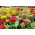 Zinnia nain "Thumbelina" - 60 graines - Zinnia elegans